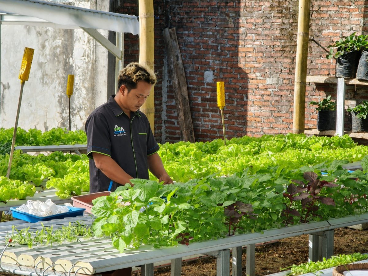 Kebun Sayur AA Hidroponik